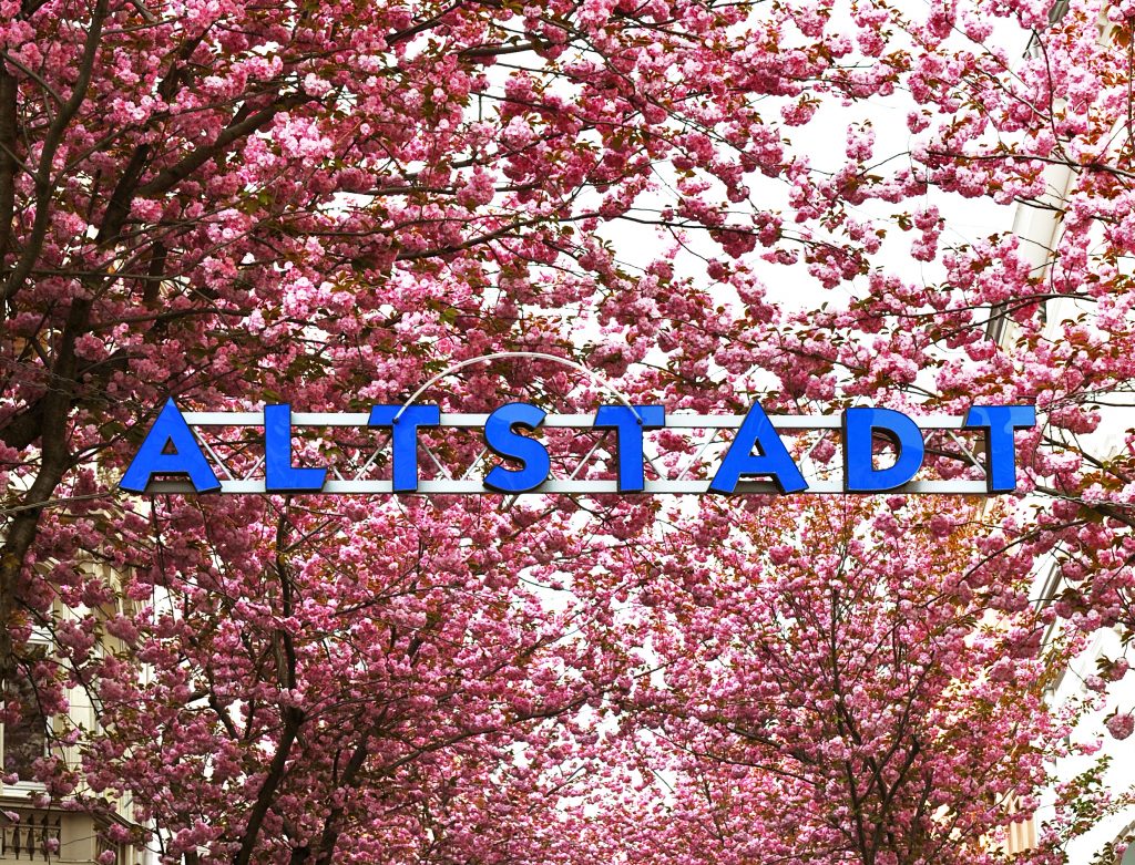 Blühende Kirschbäume hinter dem "Altstadt" Schild der Bonner Altstadt.
