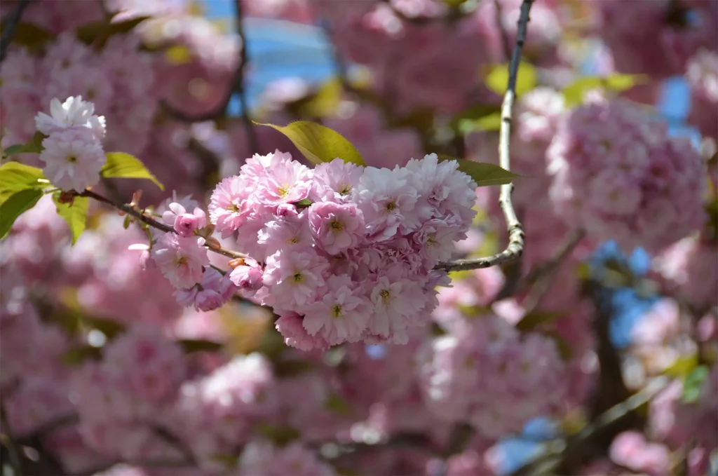 Nahaufnahme einer Traube von gefüllten Kirschblüten in hellrosa, die restlichen Kirschblüten am Baum sind unscharf im Hintergrund